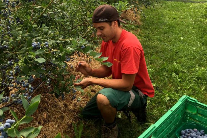 Nic beim Heidelbeeren pflücken