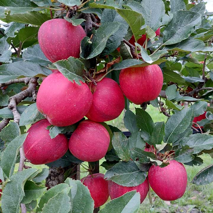 Apfel Kuppelwieser Bio Obstbau