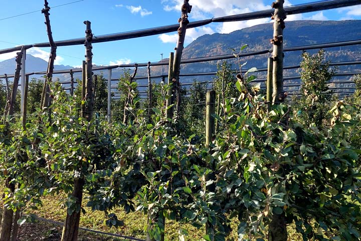 Kuppelwieser Obstgarten roden