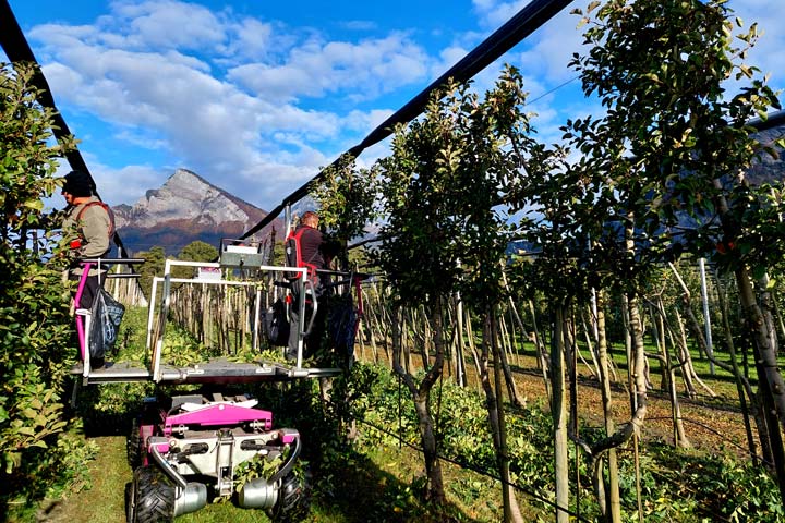 Kuppelwieser Obstgarten roden