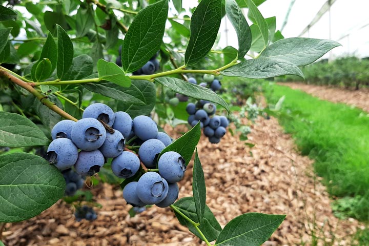 Kuppelwieser Heidelbeeren