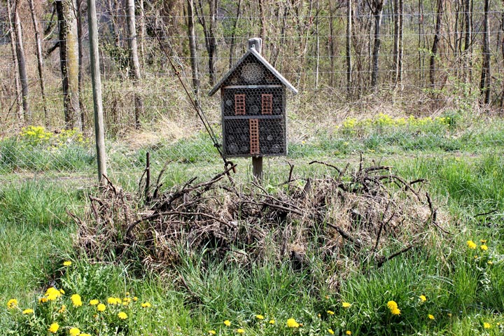 Biodiversität Asthaufen