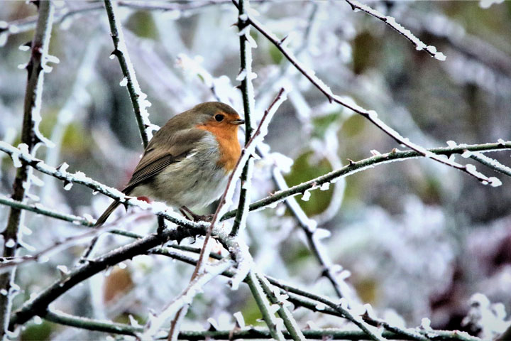 Rotkehlchen Winter