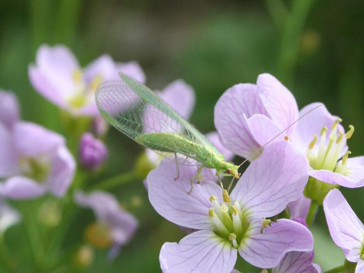 Nützling Florfliege