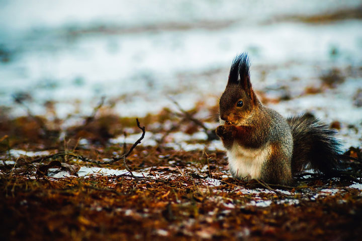 Eichhörnchen Winter