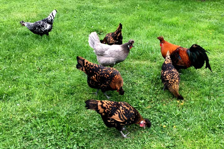 Kuppelwieser Appenzeller Spitzhauben Hühner