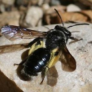 Blauschillernde Sandbiene (Andrena agilissima)