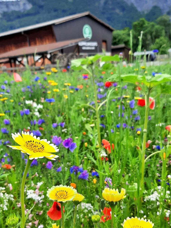 Kuppelwieser Blumenwiese