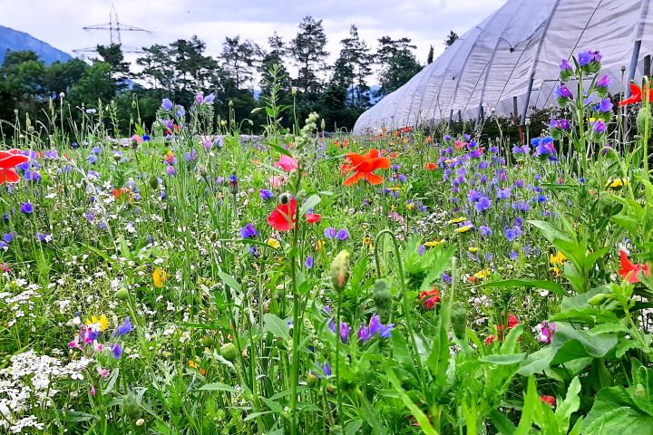 Kuppelwieser Blumenwiese