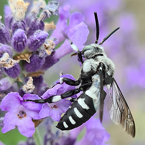 Pracht-Trauerbiene (Melecta luctuosa)