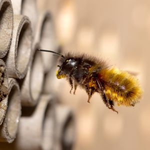 Gehörnte Mauerbiene (Osmia cornuta)