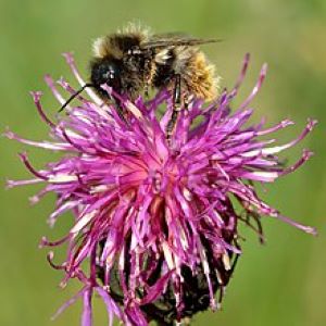 Felsen-Kuckuckshummel (Bombus rupestris)