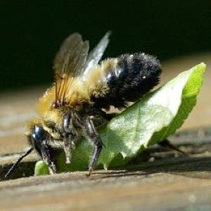 Blattschneiderbiene (Megachile nigriventris)