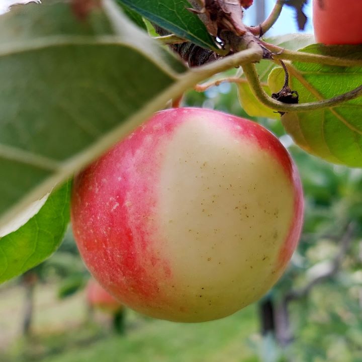 Unter dem Blatt ist der Apfel ganz hell