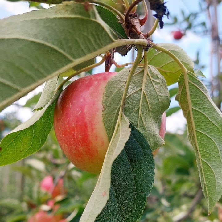 Dieser Apfel hat sich hinter dem Blatt versteckt