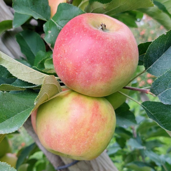 Der Apfel oben erhält mehr Sonnenlicht als der untere