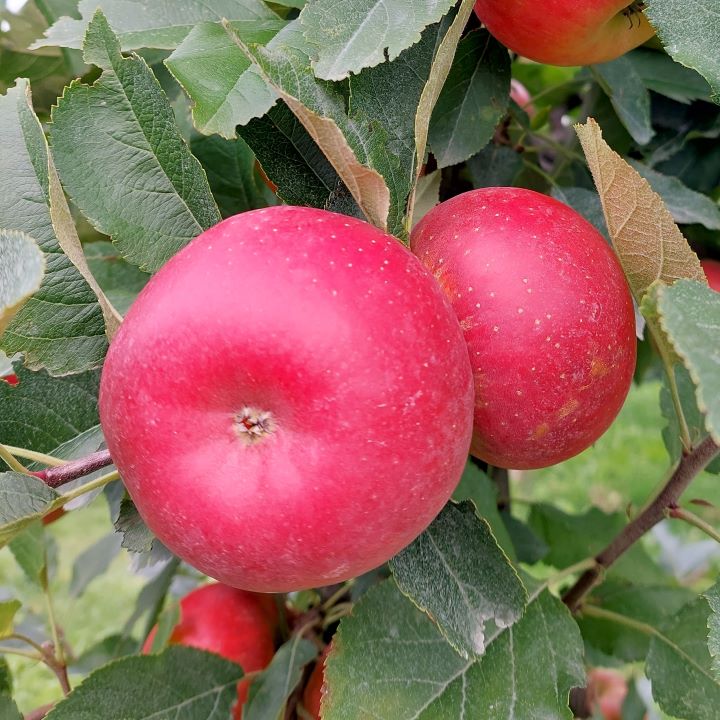 Diese Äpfel haben sich gleichmässig rot gefärbt