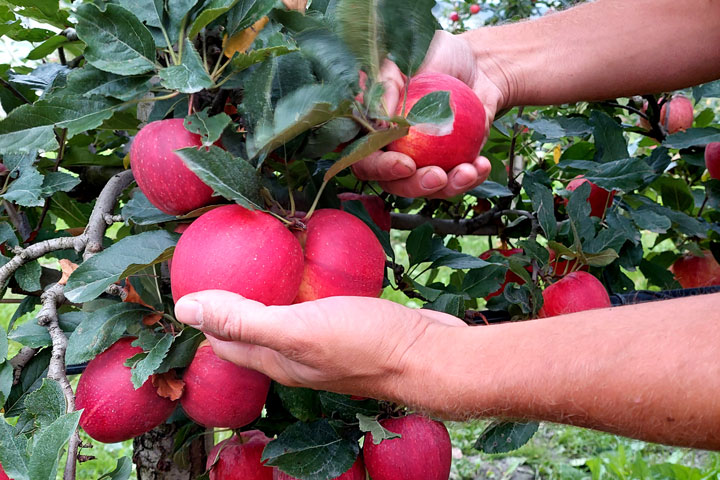 Kuppelwieser Apfel Pflücken