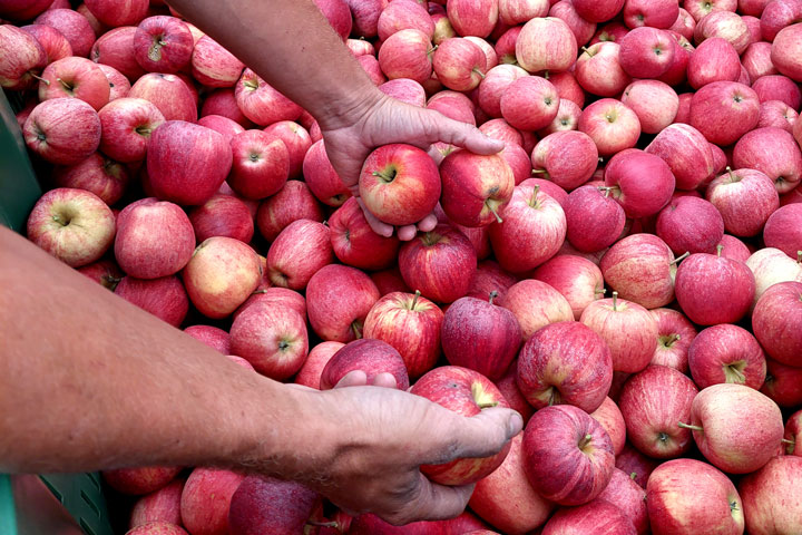 Kuppelwieser Apfel Pflücken