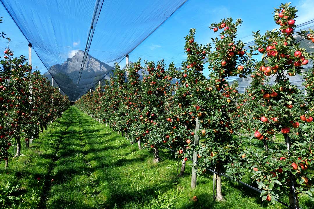 Kuppelwiesr Obstgarten