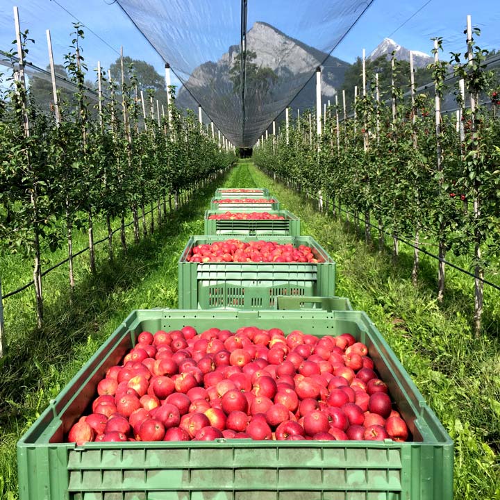 Kuppelwieser Apfelernte Ernte Zügli