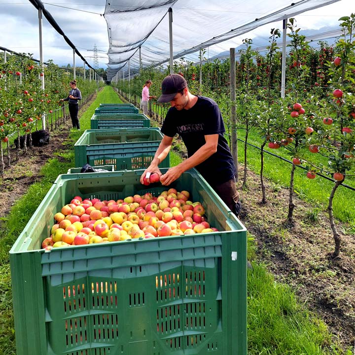 Kuppelwieser Apfelernte Ernte Zügli