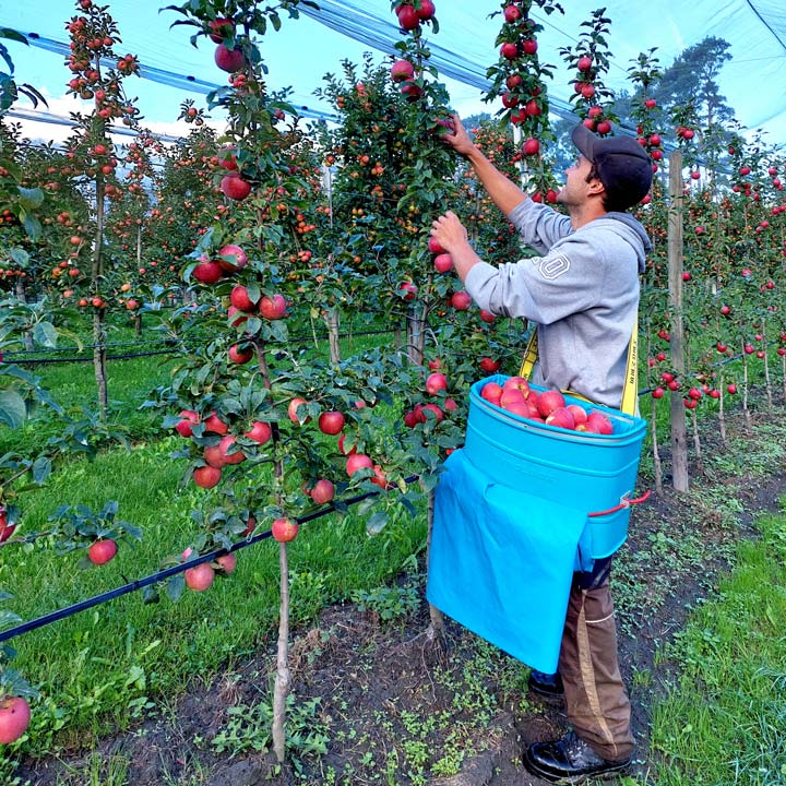 Kuppelwieser Apfelernte Pflückkorb