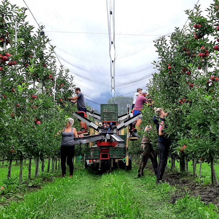 Kuppelwieser Apfelernte Pflückmaschine Zucal