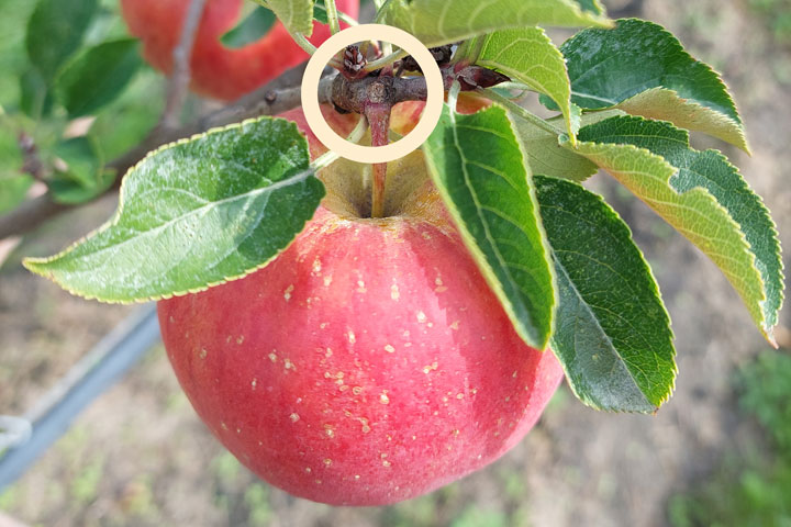Kuppelwieser Apfel Pflück Regel