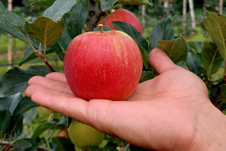 Kuppelwieser Apfel Pflück Regel