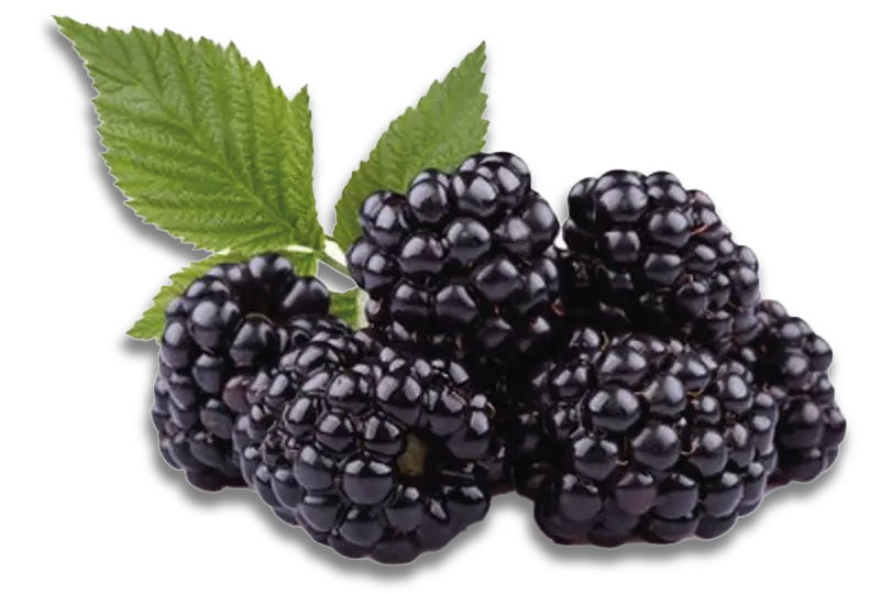 Kuppelwieser Brombeeren