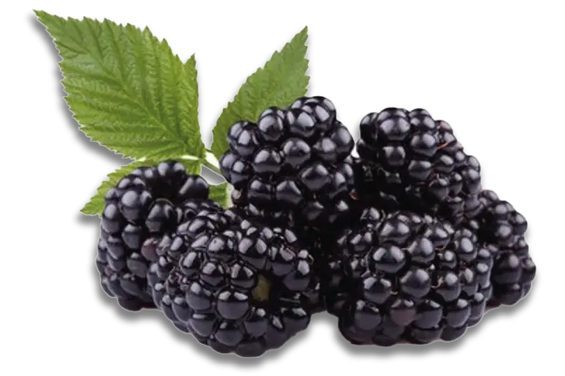 Kuppelwieser Brombeeren