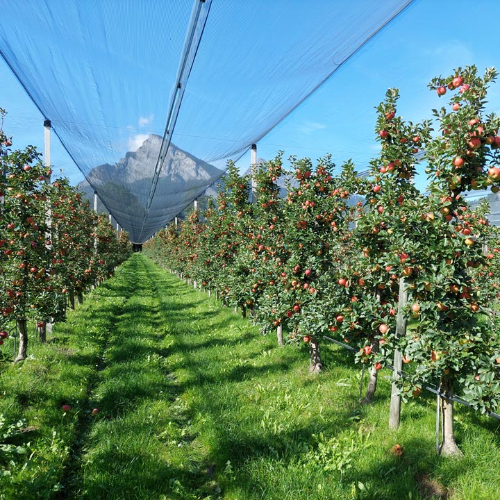 Kuppelwieser Apfel Herbst