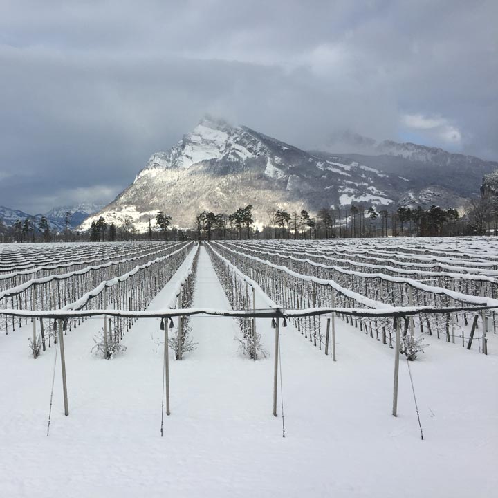 Kuppelwieser Apfel Winter