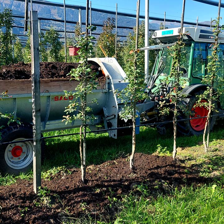 Vorfrühling Kuppelweiser Apfeljahr Kompost