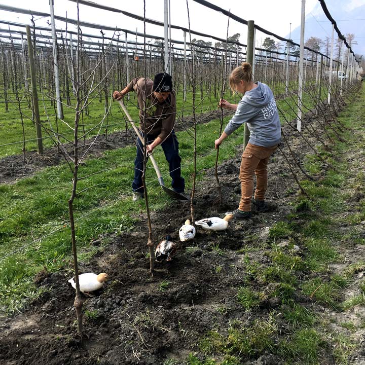 Erstfrühling Kuppelweiser Apfeljahr Bäume pflanzen