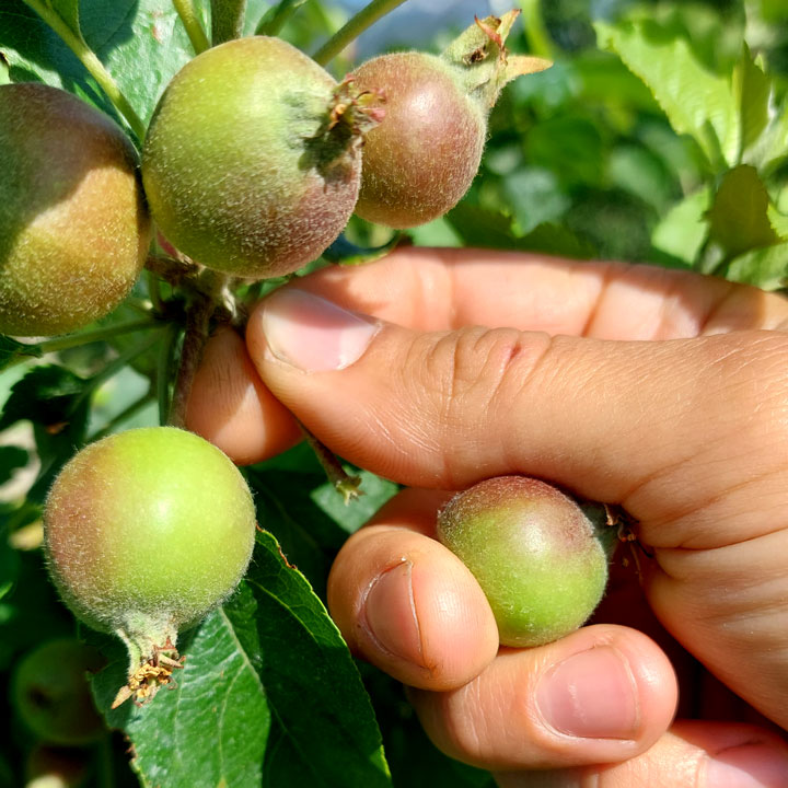 Hochsommer Kuppelweiser Apfeljahr Apfel von Hand ausdünnen