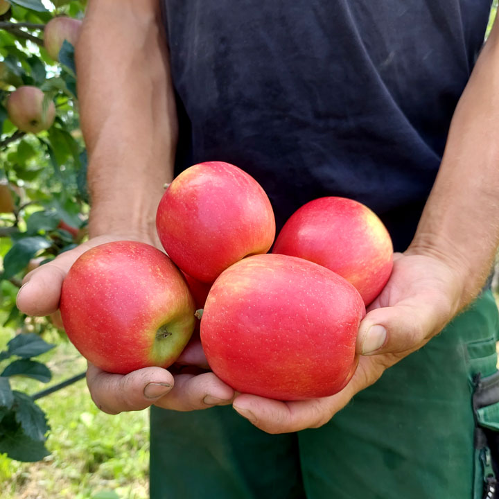 Spätsommer Kuppelweiser Apfeljahr Apfel Ernte Frühsorten