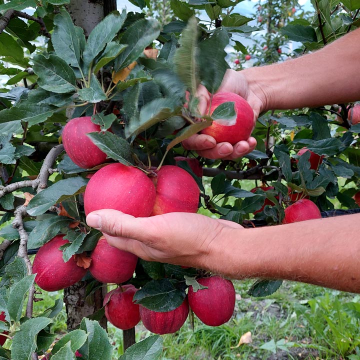 Frühherbst Kuppelweiser Apfeljahr Apfel Ernte Gala Ladina