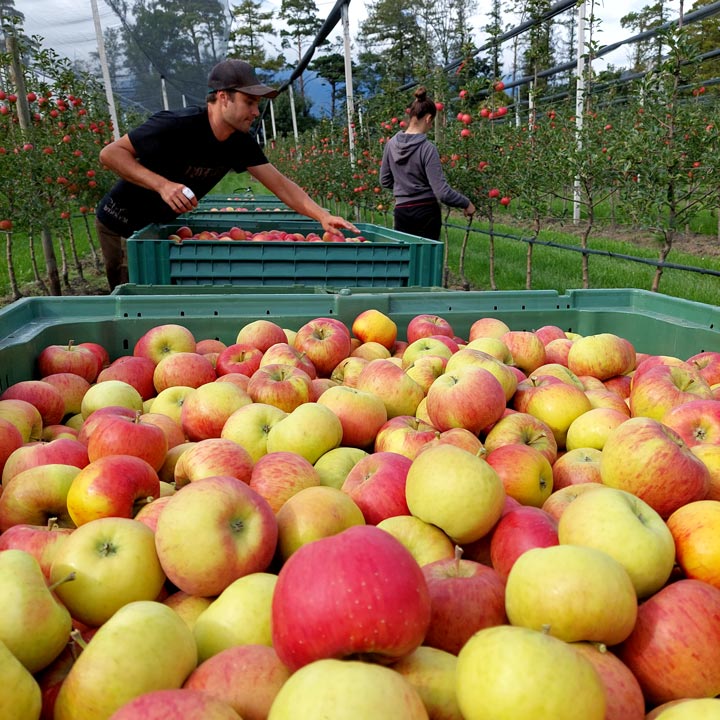 Vollherbst Kuppelweiser Apfeljahr Apfel Ernte Topaz Boskoop Wurtwinning