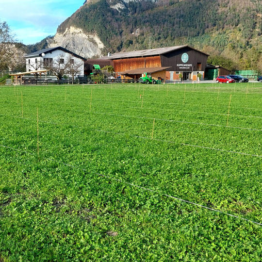 Beerenanlage erweitern ausmessen