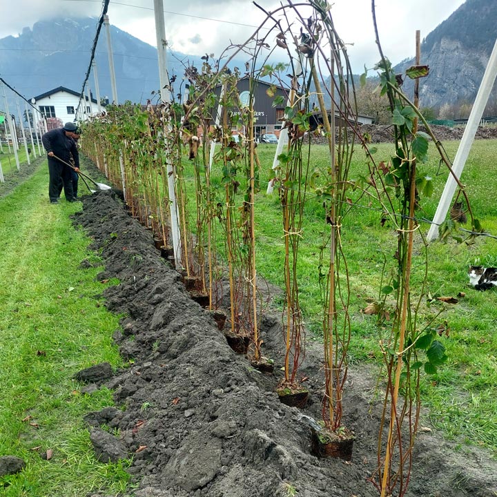 Kuppelwieser Brombeeren pflanzen