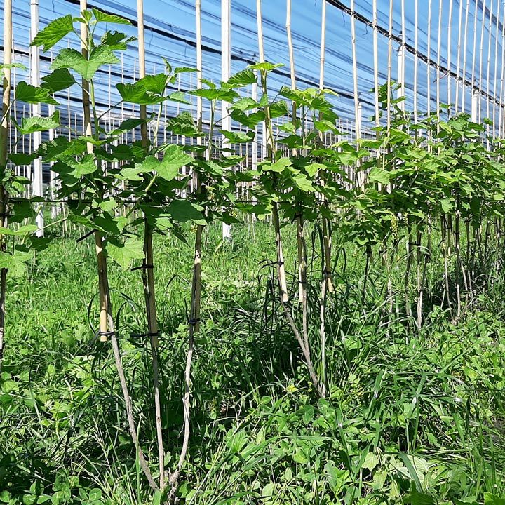 Kuppelwieser junge Johannisbeeren