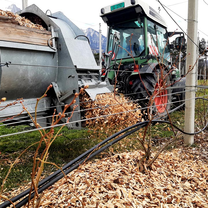 Kuppelwieser Heidelbeeren Schnitzel verteilen