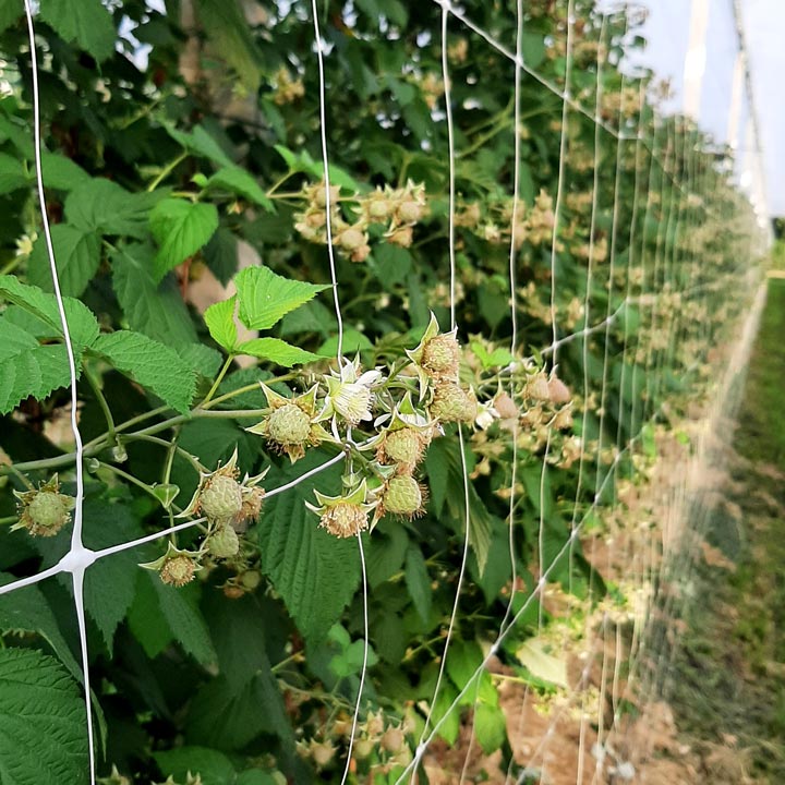 Kuppelwieser Himbeeren Stütznetz