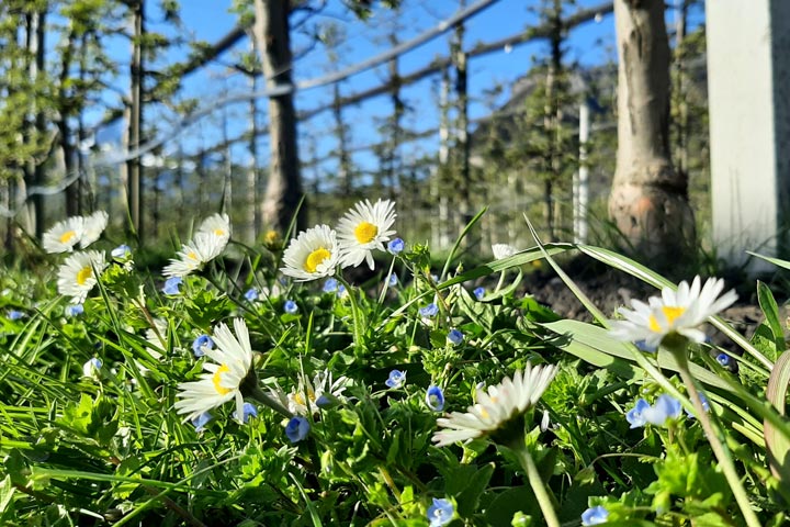 Gänseblümchen