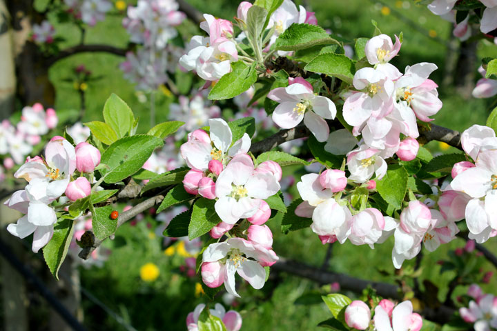 Kuppelwieser Apfelblüte