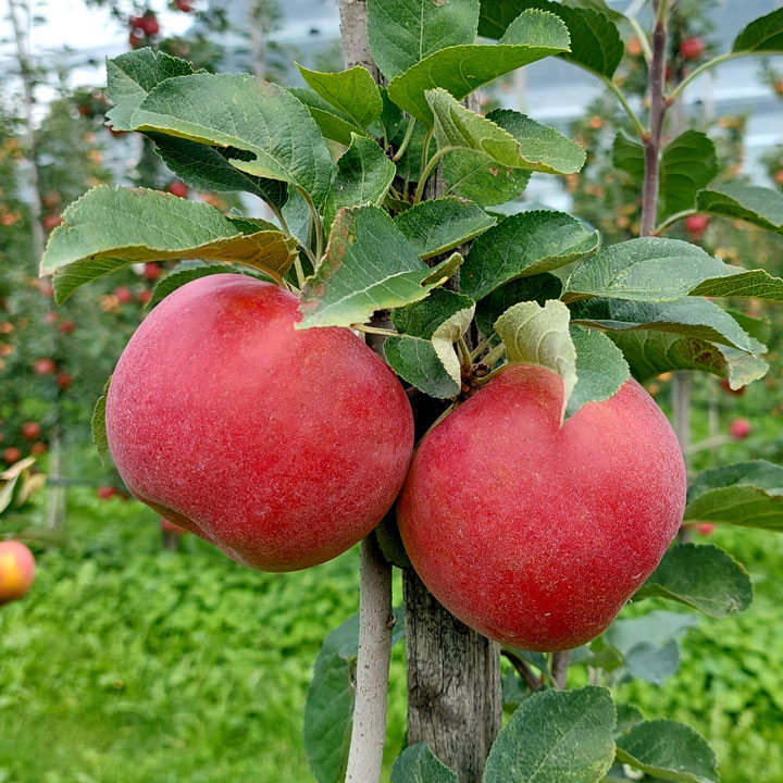 Kuppelwieser Apfel