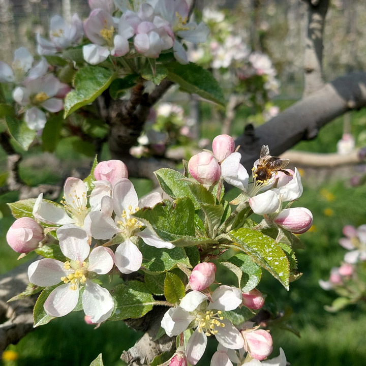 Kuppelwieser Apfelblüte Biene