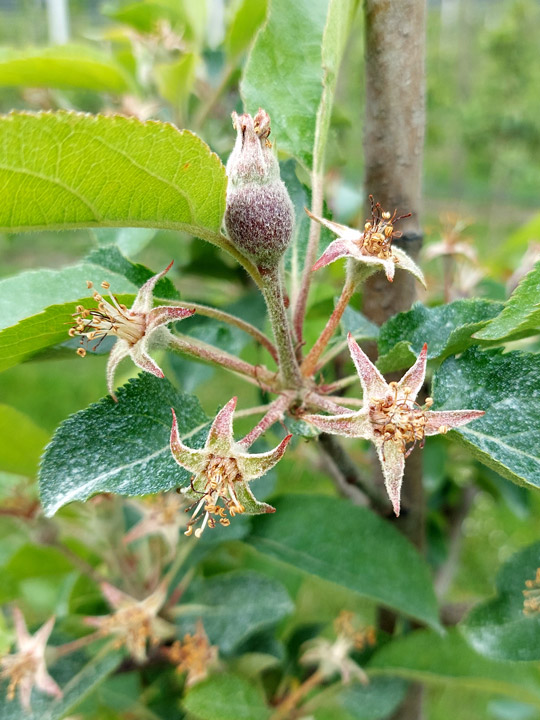 Apfel Haselnussgrösse Fruchtfall